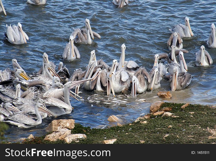 Group of pelican fighting for food. Group of pelican fighting for food