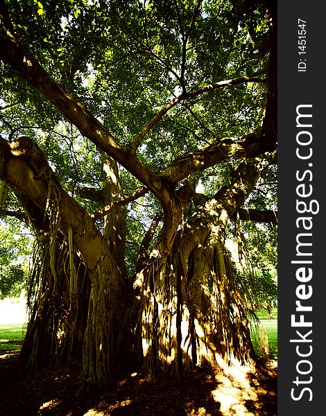 Creepy and mysterious tree at brisbane park, australia. Creepy and mysterious tree at brisbane park, australia