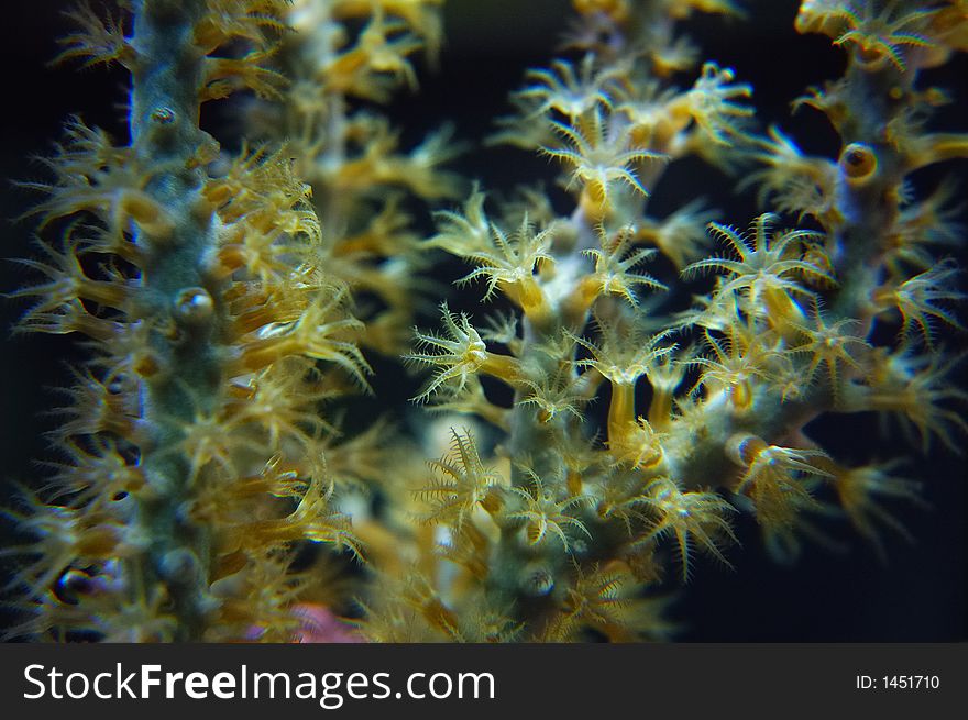 Close-up of coral reef, Genoa aquarium, Italy.
