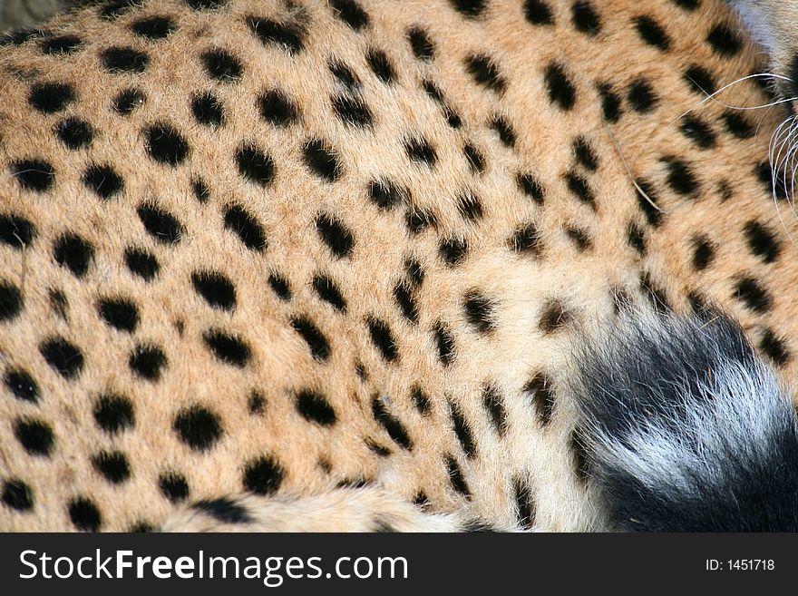 Panther Skin Texture - Free Stock Images & Photos - 1451718 |  