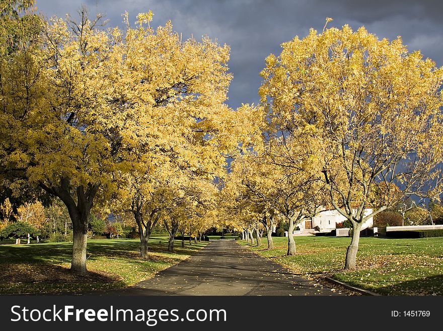 A tree lined driveway.  October - near sunset, trees glow illuminated by setting sun - dark clouds in the eastern sky.  Dramatic. A tree lined driveway.  October - near sunset, trees glow illuminated by setting sun - dark clouds in the eastern sky.  Dramatic.
