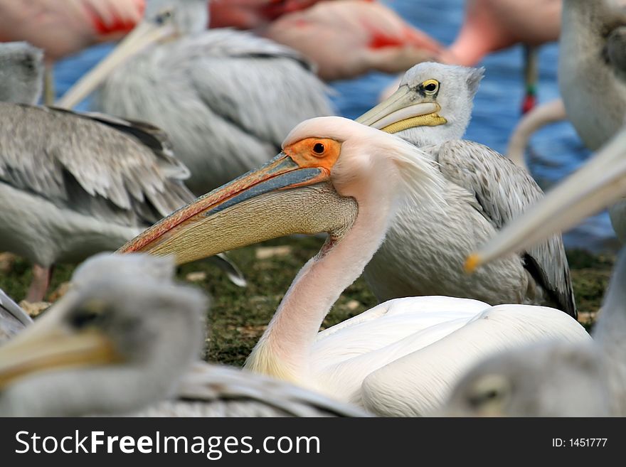 Strange color pink pelican bird. Strange color pink pelican bird