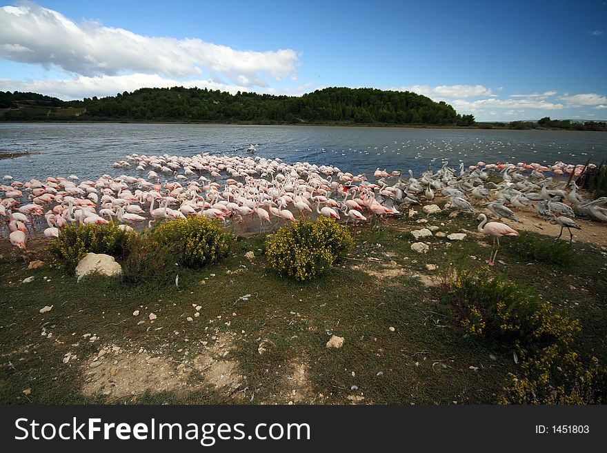 Lake landscape with birds