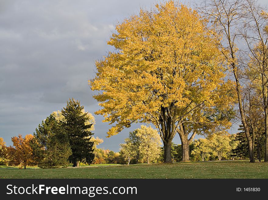 An impressive sky - clouds rolling in illuminated by a setting sun.  Trees in autumn colors glow. An impressive sky - clouds rolling in illuminated by a setting sun.  Trees in autumn colors glow.