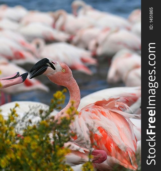 Two flamingo fighting with their beak