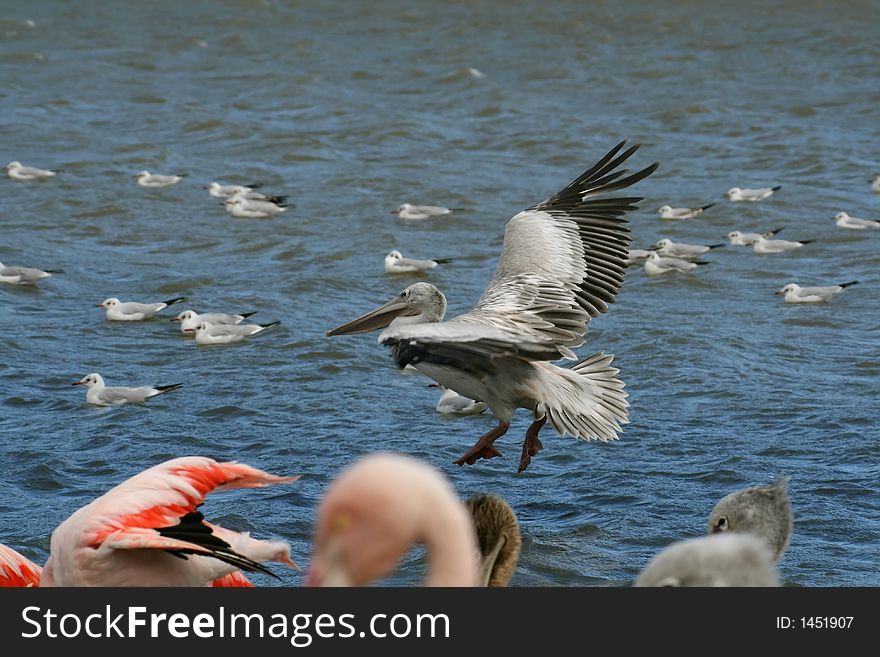 Grey pelican landing in the water