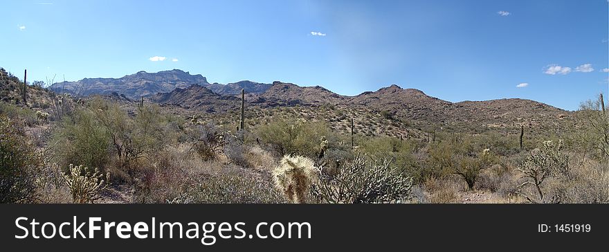 Black Mesa Loop near Phoenix. I swear the whole 9 mile hike was photos of the same cactus.