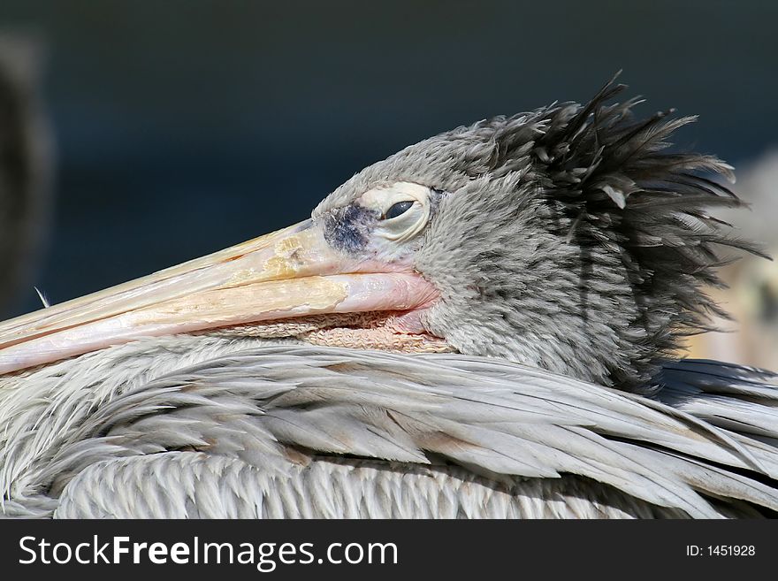 Pelican eye