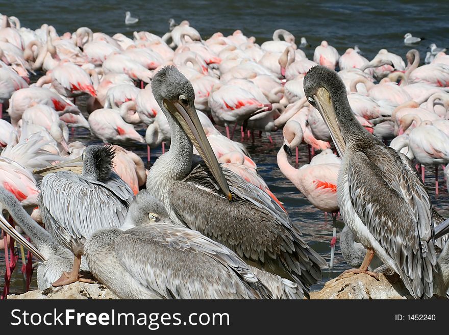 Two pelicans cleaning their feathers