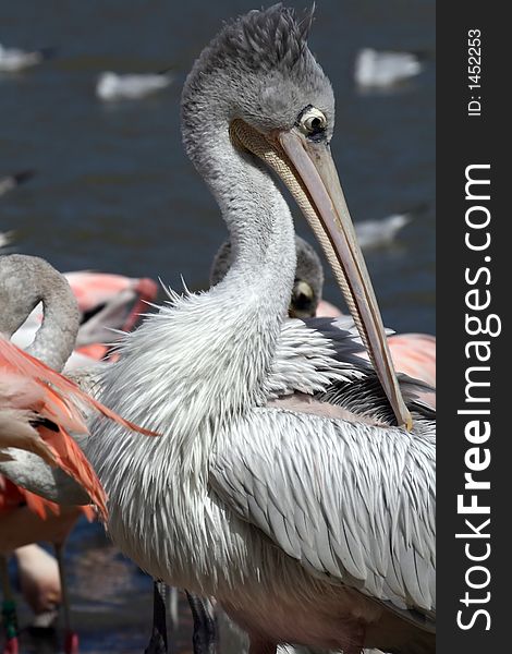 Gray pelican face combing feathers