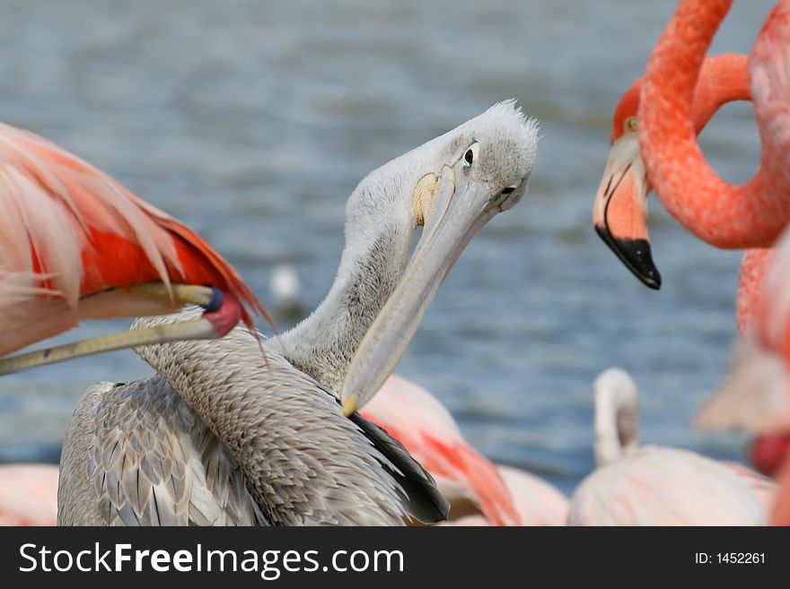 Pelican cleaning his feathers among flamingos. Pelican cleaning his feathers among flamingos