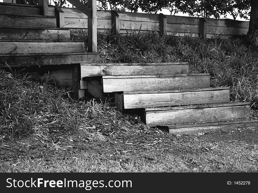 Old wooden steps shot in black and white