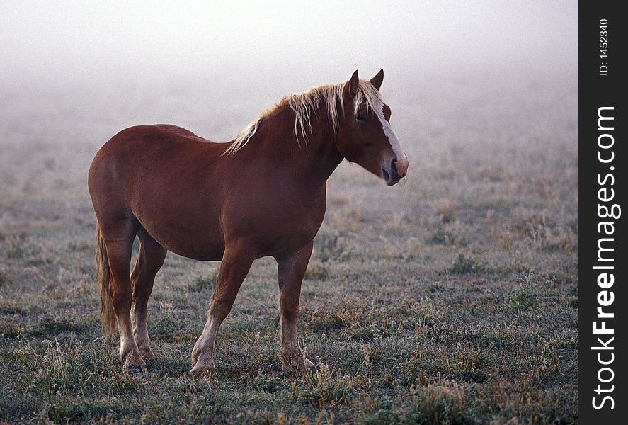 Frosty fall shot of a horse emerging from the fog.