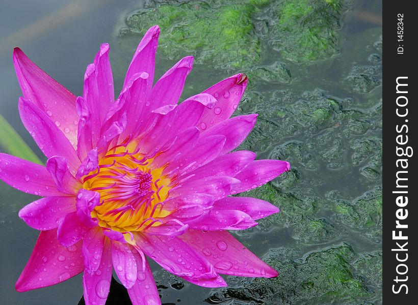 Rose Colored water lily from New Orleans, La. Rose Colored water lily from New Orleans, La.