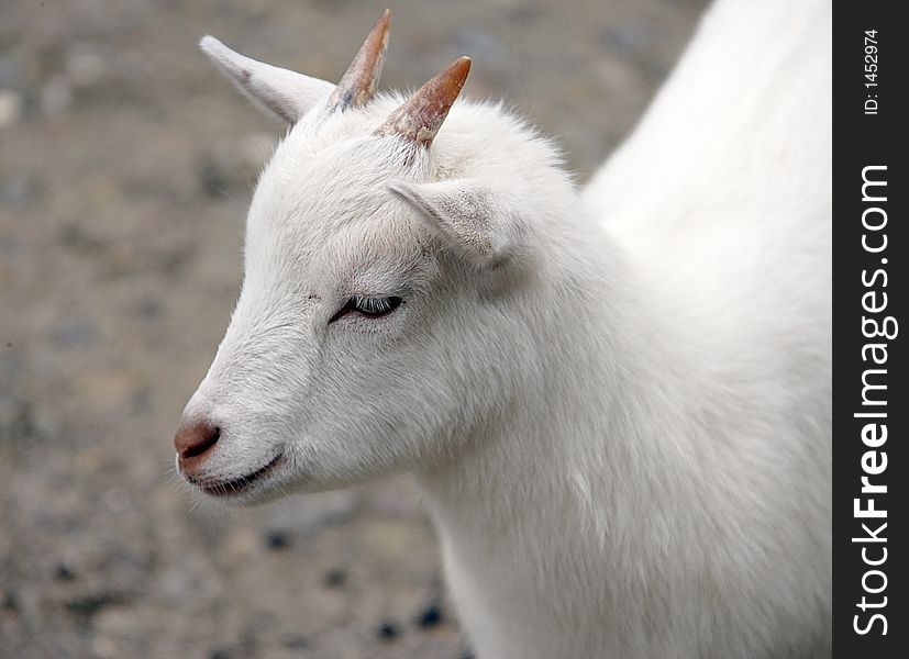Goat 11