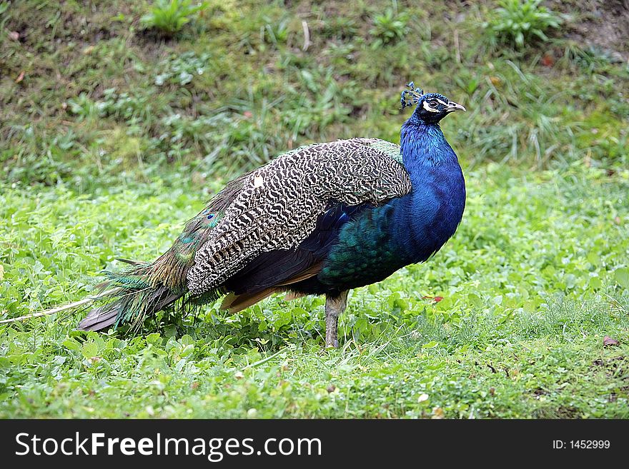 Portrait of a Male Peacock. Portrait of a Male Peacock