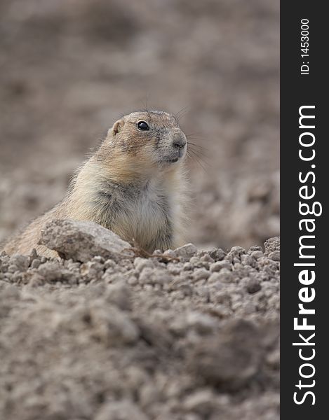 Prairie dog - the small prairie dog lives in the grassland of north america