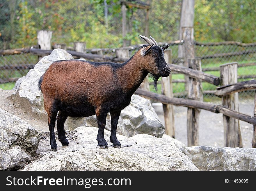 Portrait of a Nice Brown goat. Portrait of a Nice Brown goat