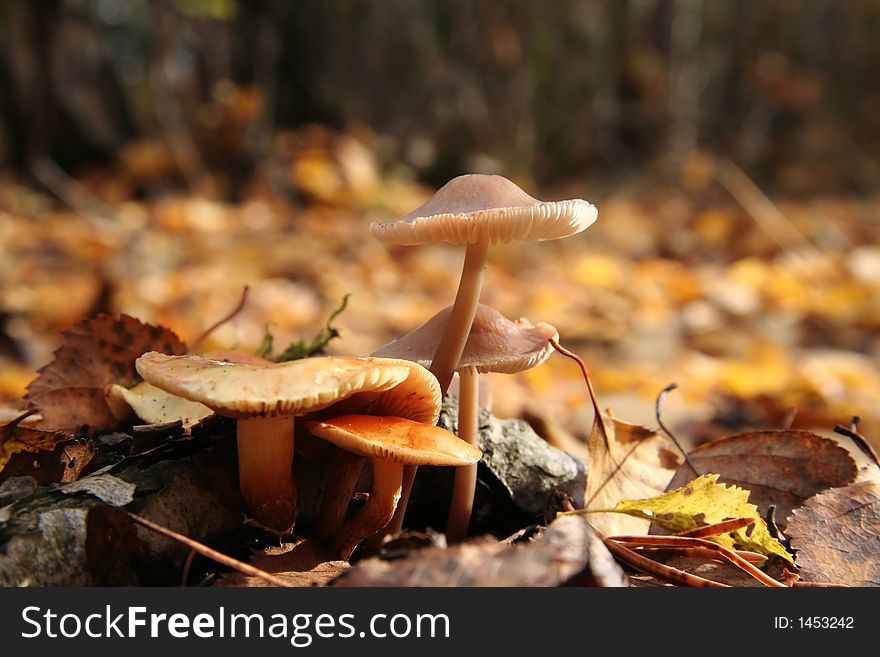 Yellow autumn mushroom in forest