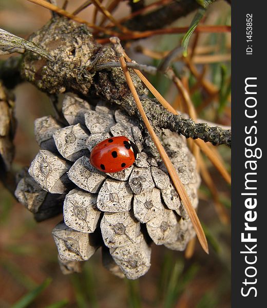 A macro of a ladybug.