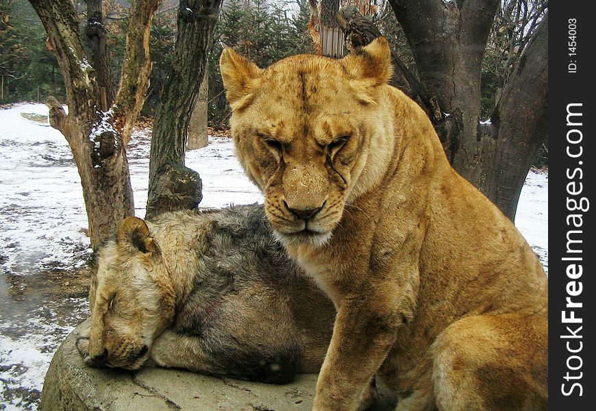 Lions resting in winter-Korea. Lions resting in winter-Korea