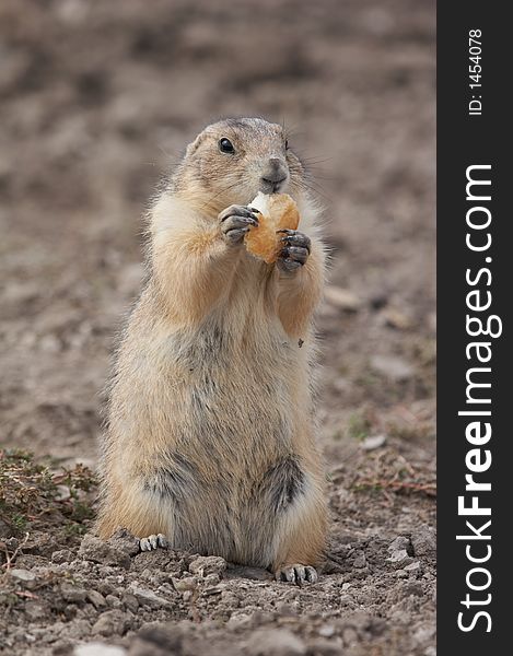 Prairie dog - the small prairie dog lives in the grassland of north america