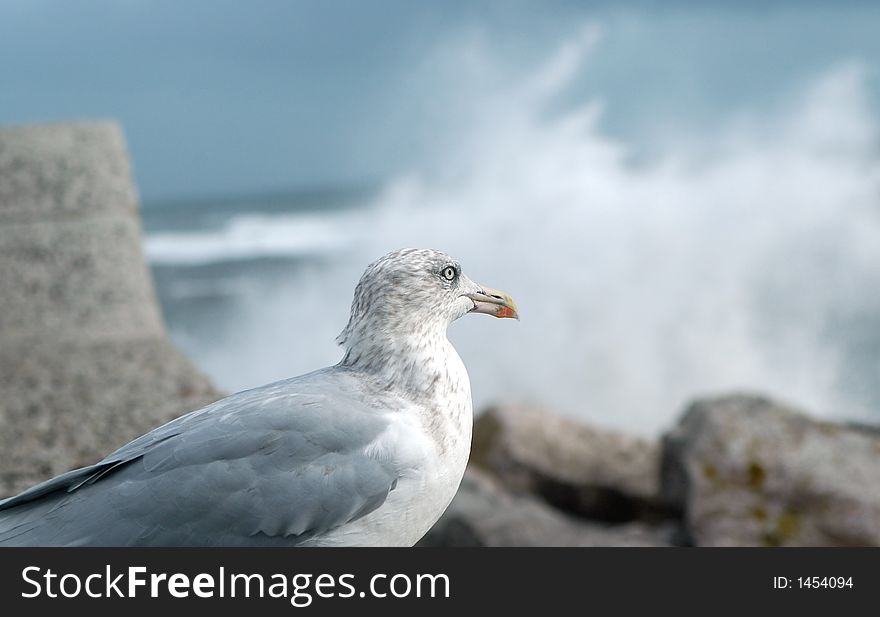 seagull on coastline close to breaking surf. seagull on coastline close to breaking surf