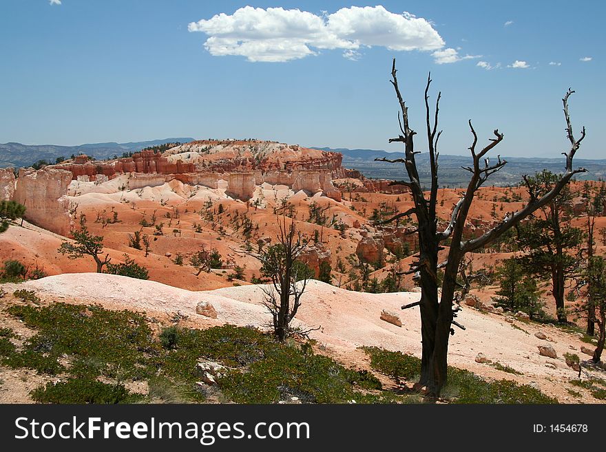 Bryce Overlook With Dried Tree