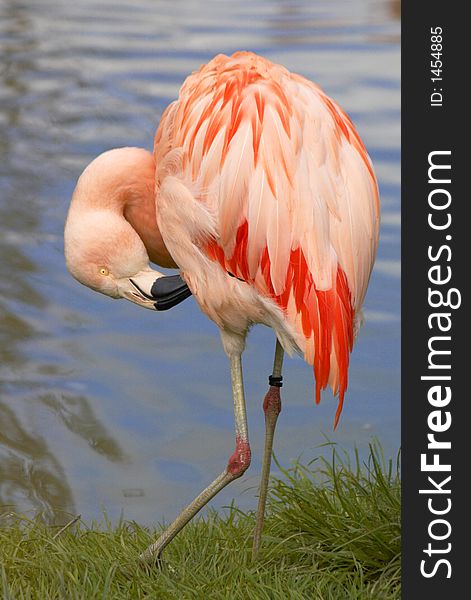 Pink flamingo on water background