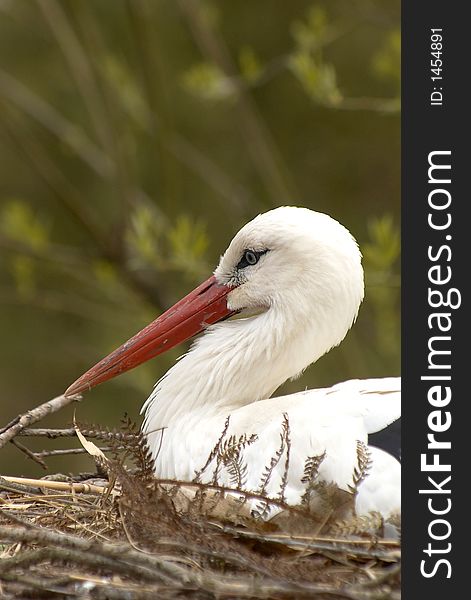 Close up of stork in nest