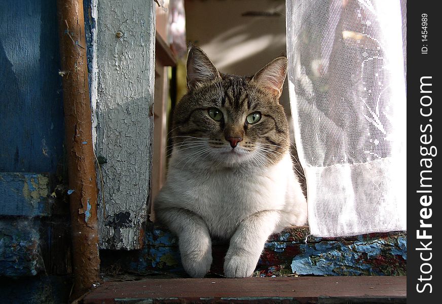The cat sitting on the threshold of country house. The cat sitting on the threshold of country house