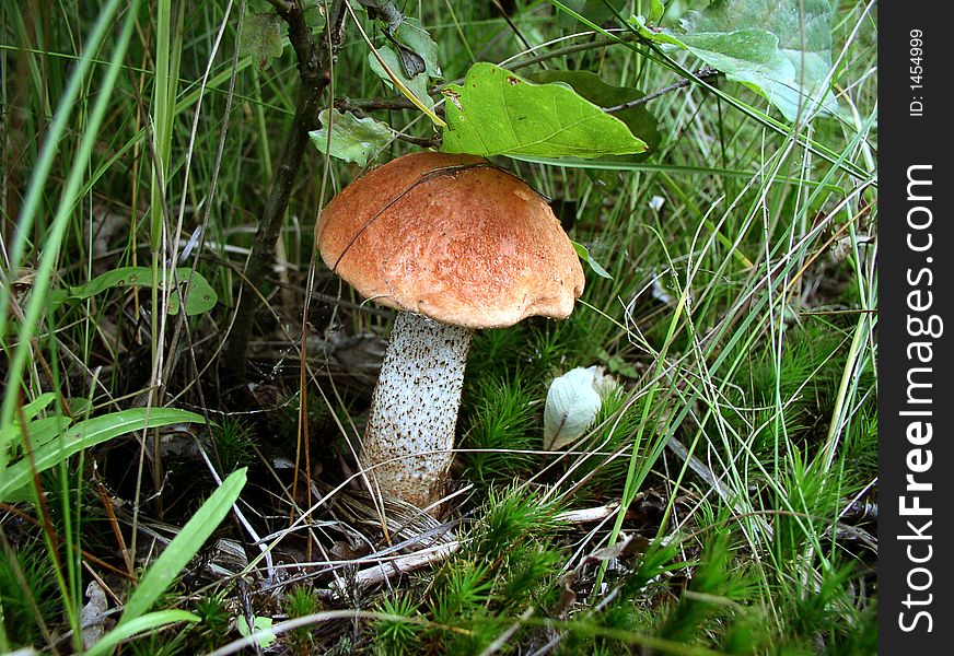 The orange-cap boletus hiding oawk leaf