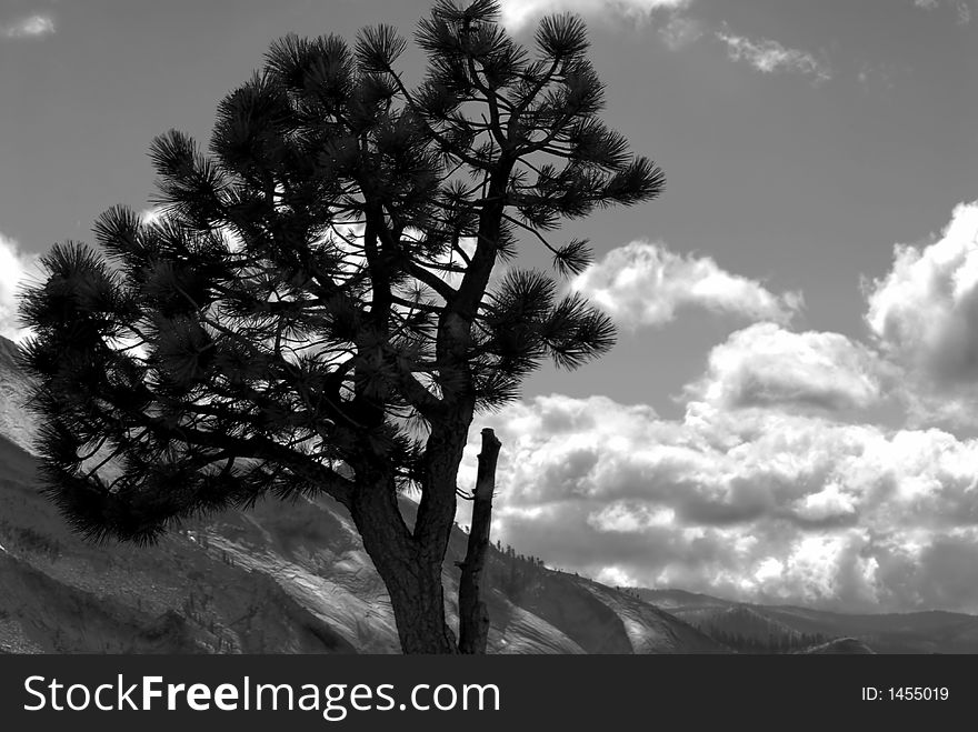 Black and white image of lone pine against a mountain background