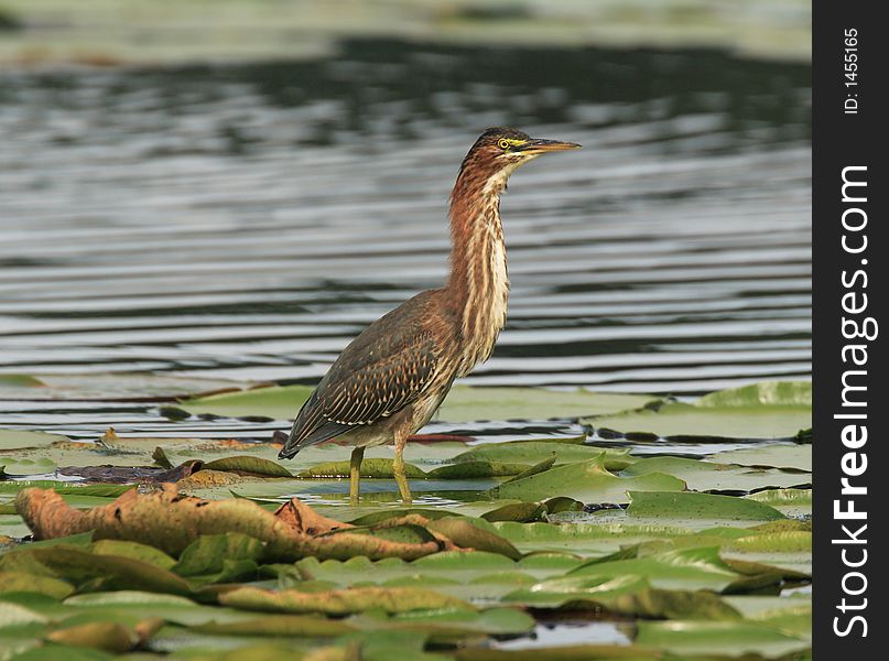 Green Heron at Jensen Lake - Lebanon Hills Regional Park