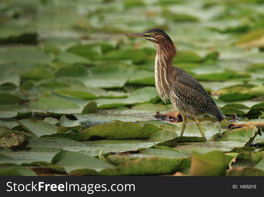 Green Heron at Jensen Lake - Lebanon Hills Regional Park