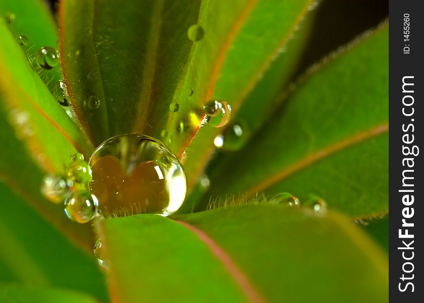 Several drops of water on a green leaf. Several drops of water on a green leaf