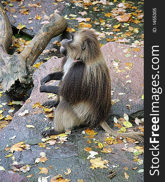 Portrait of a Male Baboon. Portrait of a Male Baboon