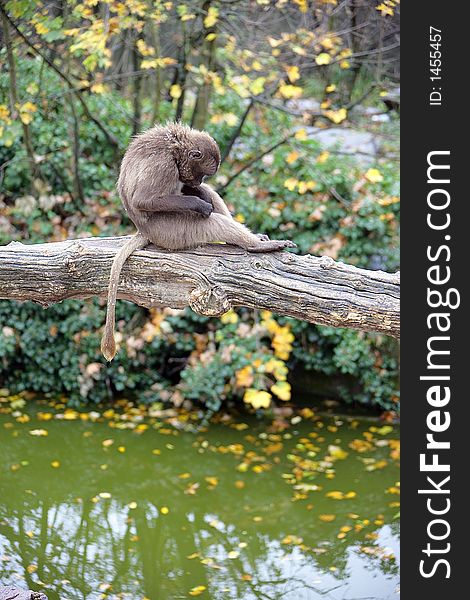 Portrait of Young Baboon on Beam. Portrait of Young Baboon on Beam