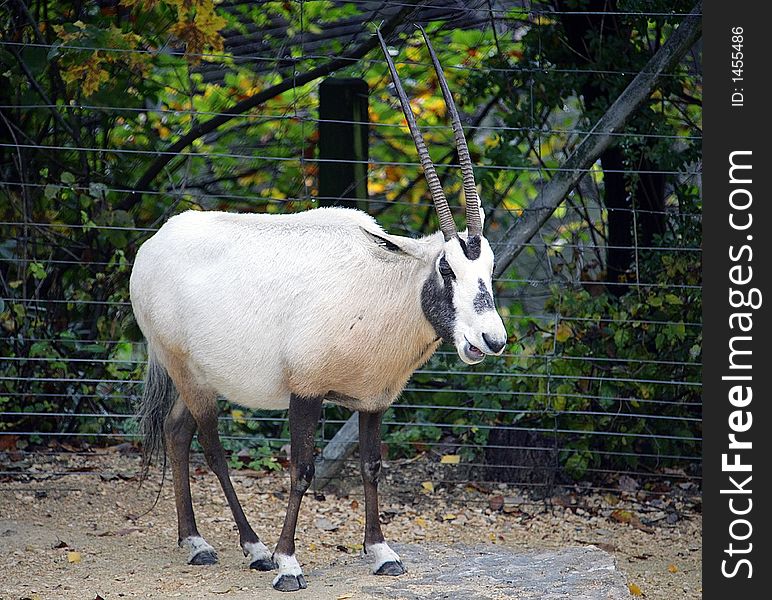 Portrait of a Longicorn Arabian Oryx. Portrait of a Longicorn Arabian Oryx