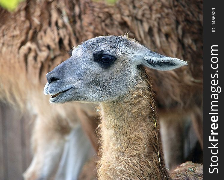 Portrait of Nice Young Guanaco. Portrait of Nice Young Guanaco