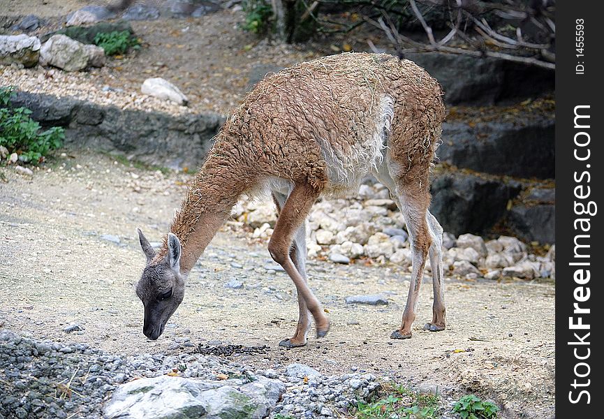 Portrait of Nice Young Guanaco. Portrait of Nice Young Guanaco