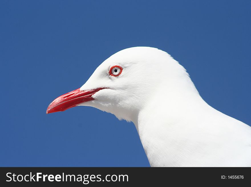 Seagull's head facing left against blue sky