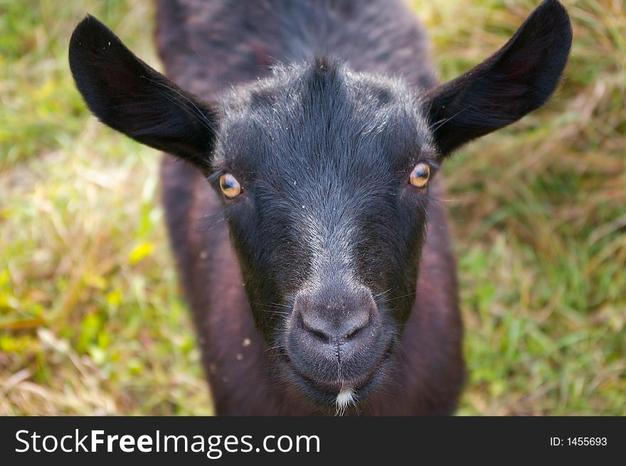 Black curious goat close-up. Black curious goat close-up