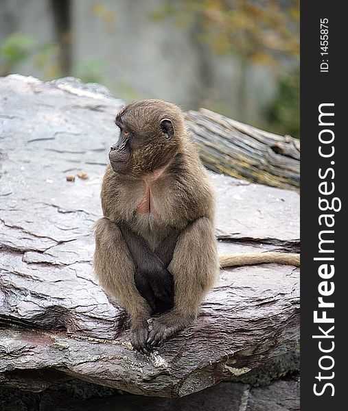 Portrait of a Female Baboon. Portrait of a Female Baboon