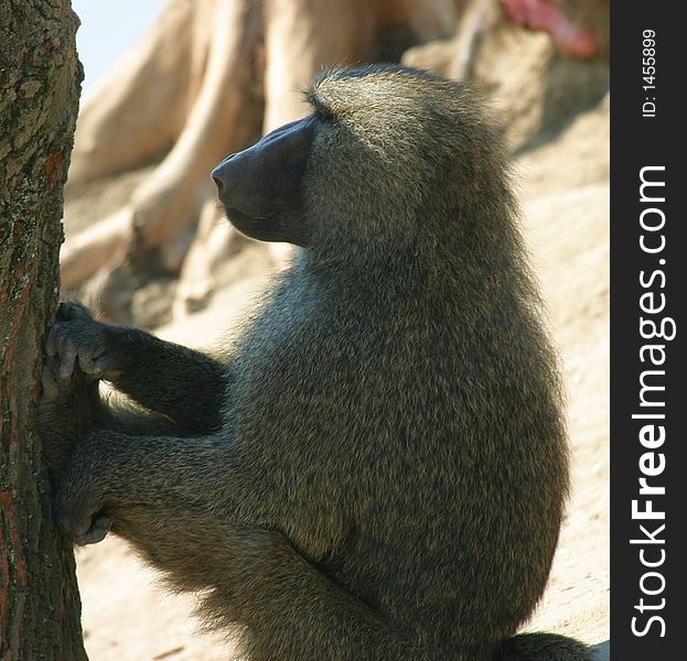 Sitting baboon meditating in the shadow of a tree. Sitting baboon meditating in the shadow of a tree