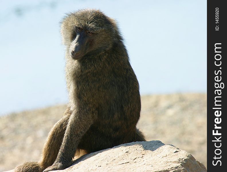 Daydreaming baboon sitting on a rock in bright sunlight