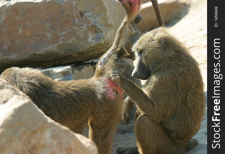 Sexual investigaton of a baboon couple. Sexual investigaton of a baboon couple