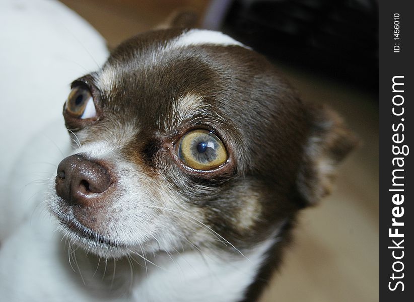 Chihuahua face when she is looking for me