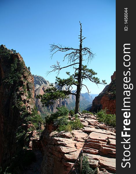 Tree On Mountain At Zion Canyon