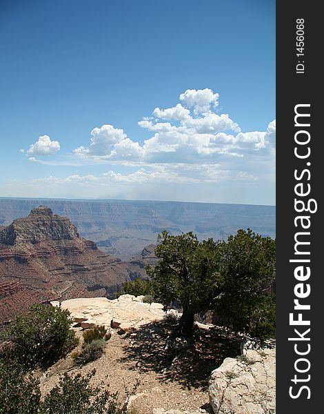 Grand Canyon Overlook With Tree